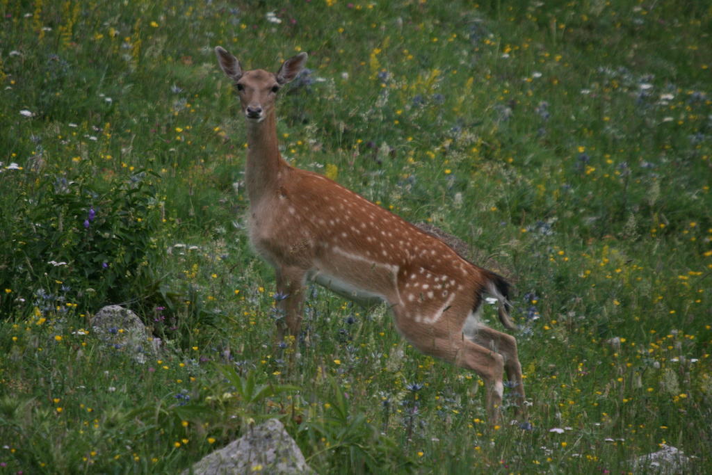 אספוט Alba D'Esteve. Casa Rural מראה חיצוני תמונה